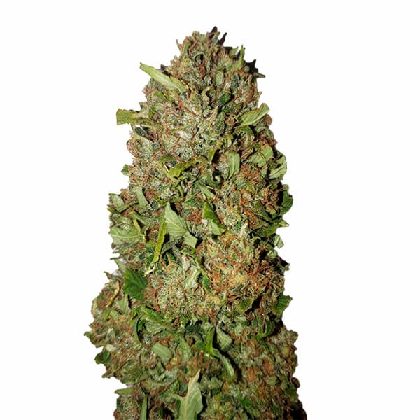 Fruit Cake CBD+ > CBD+ Buds | CBD cannabis seeds  |  Sativa